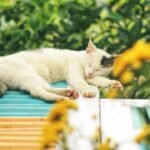 Cats Are Masters of Conservation (Especially of Their Energy)