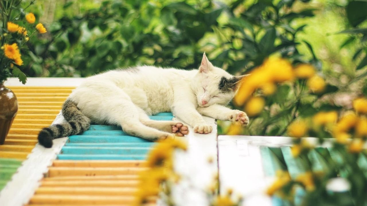 Cats Are Masters of Conservation (Especially of Their Energy)