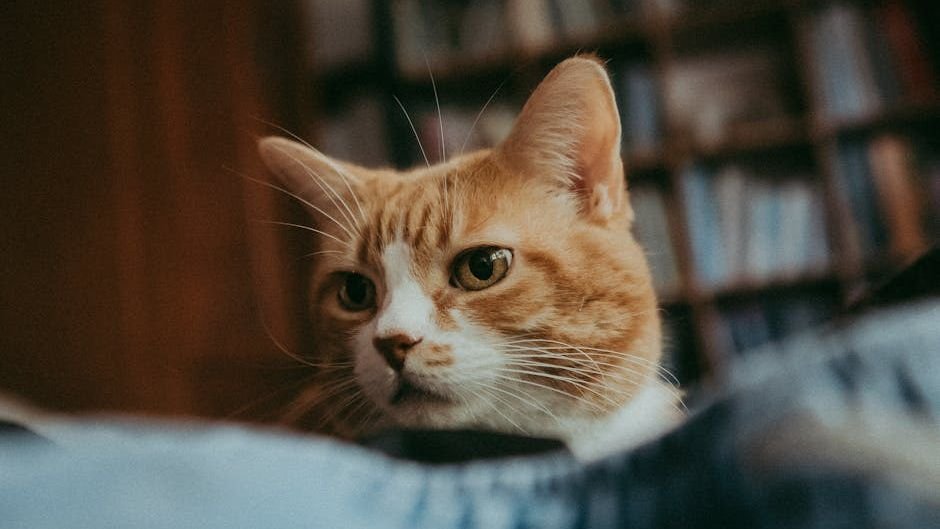 12 Surprising Sounds Your Cat Understands Better Than You Do