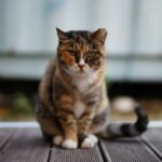 8 Myths About Cat Independence That Just Aren't True