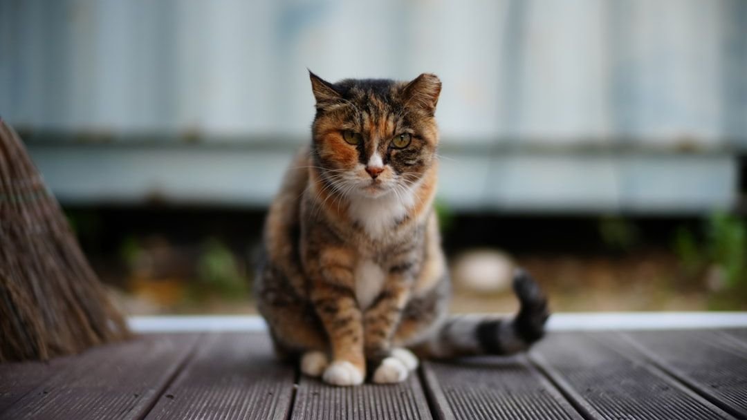 8 Myths About Cat Independence That Just Aren't True