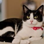 Your Cat's Favorite Spot Tells a Story About Their Needs