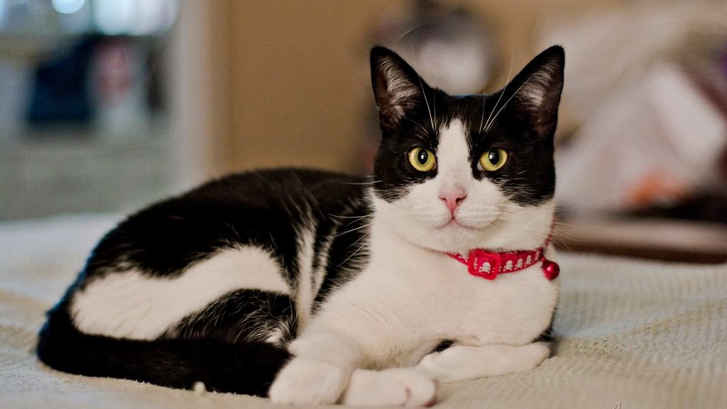 Your Cat's Favorite Spot Tells a Story About Their Needs