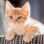 9 Reasons Your Cat's Favorite Toy Isn't Always the Flashiest One