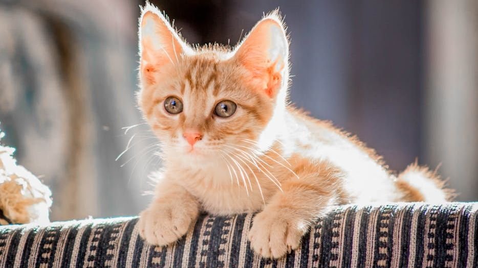 9 Reasons Your Cat's Favorite Toy Isn't Always the Flashiest One