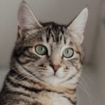 8 Unspoken Rules Every Cat Lives By (And Expects You To Follow)
