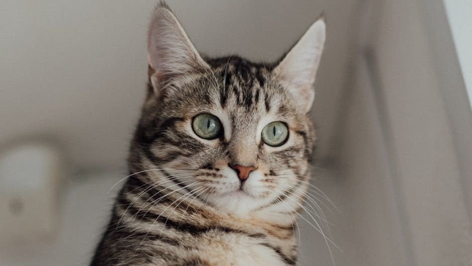 8 Unspoken Rules Every Cat Lives By (And Expects You To Follow)