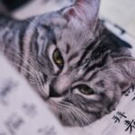 Your Cat Is Probably Smarter Than You Think