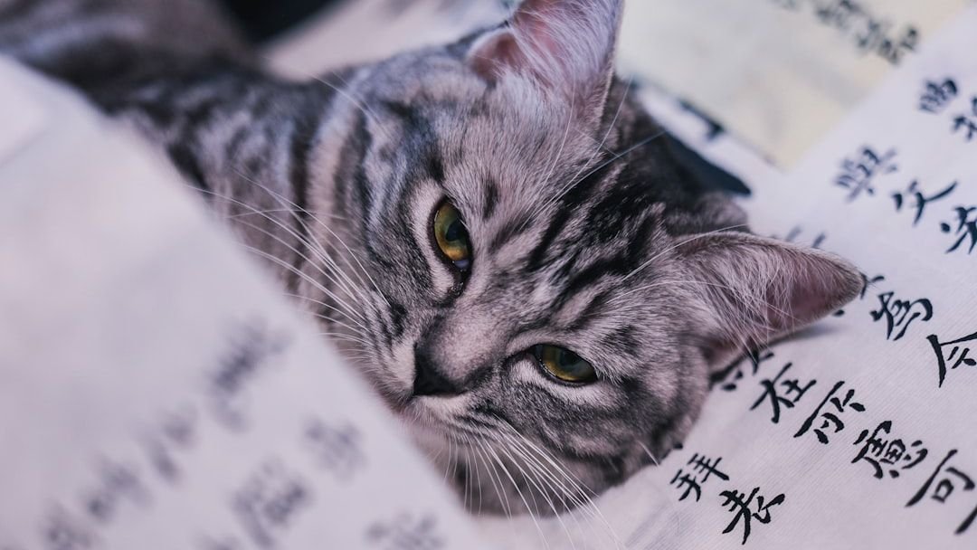 Your Cat Is Probably Smarter Than You Think