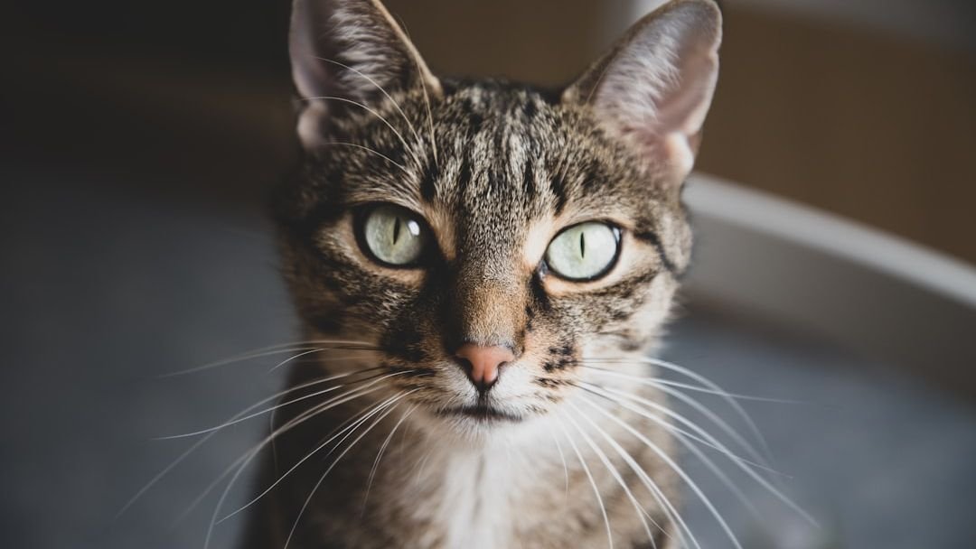 That Mysterious Stare? It's Your Cat's Way of Communicating.