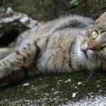 Cats Don't Just 'See' the World, They Experience It Differently.