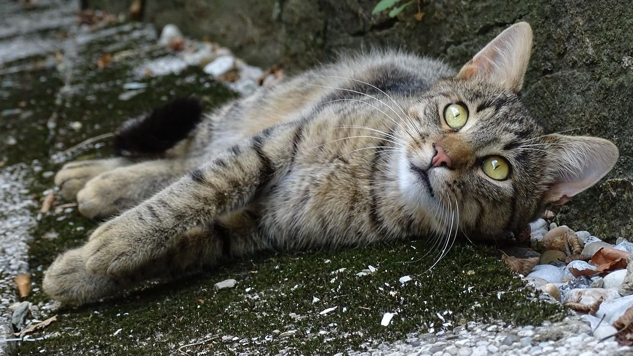 Cats Don't Just 'See' the World, They Experience It Differently.