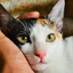 Cats Have a Memory That Surprises Even Researchers