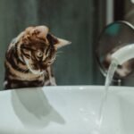 9 Unexpected Places Your Cat Finds Pure Joy (Beyond the Box)