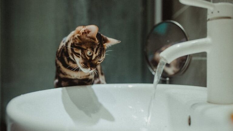 9 Unexpected Places Your Cat Finds Pure Joy (Beyond the Box)