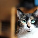 12 Amazing Feats of Agility Your Cat Performs Daily