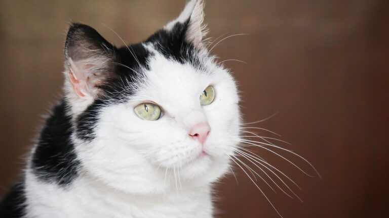 Your Cat Recognizes Your Voice, Even When They Pretend Not To