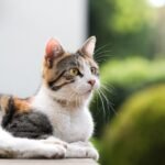 7 Important Things Your Cat Tries To Teach You Every Day