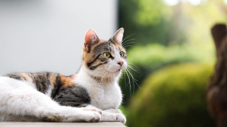 7 Important Things Your Cat Tries To Teach You Every Day