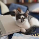 7 Everyday Objects Your Cat Secretly Believes Are Their Own