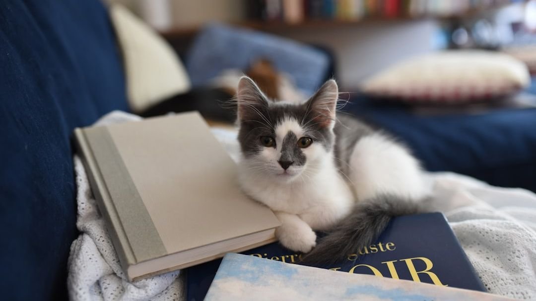 7 Everyday Objects Your Cat Secretly Believes Are Their Own