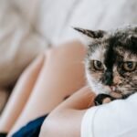 Feline Intuition: How Cats Sense Changes in Your Mood Before You Do