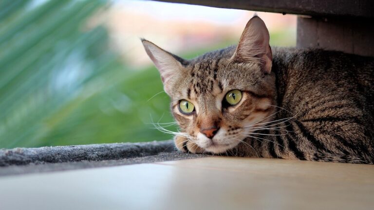 Cats Don't Just Live in Your Home; They Actively Protect It