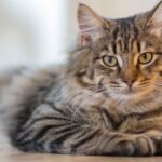 Your Cat's Purr: A Complex Language Beyond Simple Contentment