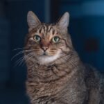 Elderly Cats Have Unique Needs: Are You Meeting Their Golden Years Comfort?