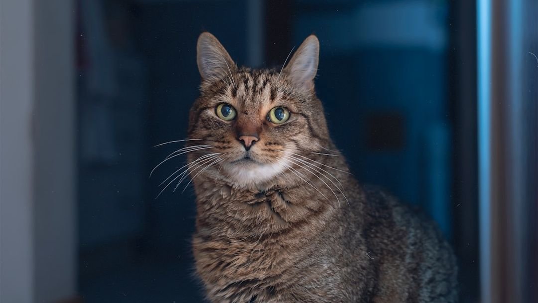 Elderly Cats Have Unique Needs: Are You Meeting Their Golden Years Comfort?