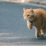 What If Your Cat's 'Zoomies' Are a Sign of Pure Joy and Not Mischief?