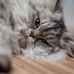 Are You Accidentally Stressing Out Your Feline Friend?