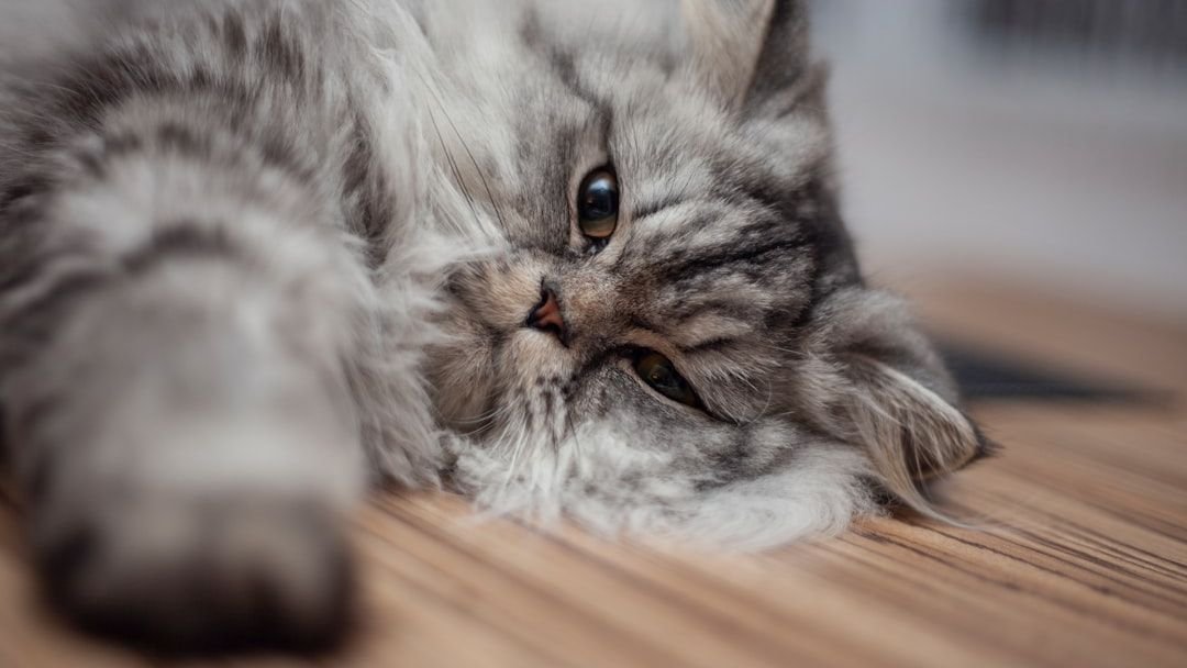 Are You Accidentally Stressing Out Your Feline Friend?