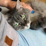 The 'Independent' Cat Myth: They Crave Connection and Your Presence