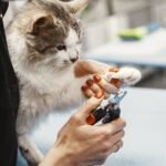 7 Common Cat Care Myths That Could Be Harming Your Feline Friend