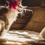 Your Cat Isn't Just Playing; They're Honing Ancient Hunting Skills