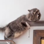 8 Small Gestures That Make Your Cat Feel Incredibly Safe and Adored
