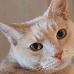 7 Things Your Cat Does That Prove They Understand More Than You Think