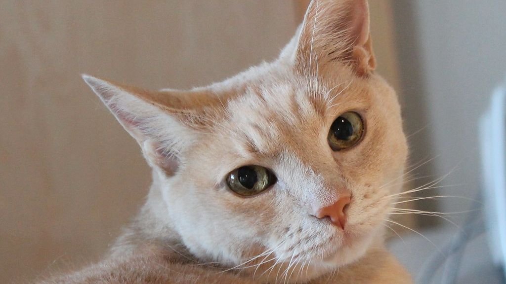 7 Things Your Cat Does That Prove They Understand More Than You Think