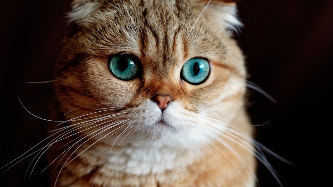 Your Cat's 'Aloof' Stare: It's Actually a Deep Conversation You're Missing