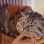 The Purr-fect Misunderstanding: What Your Cat's Happy Sound REALLY Means