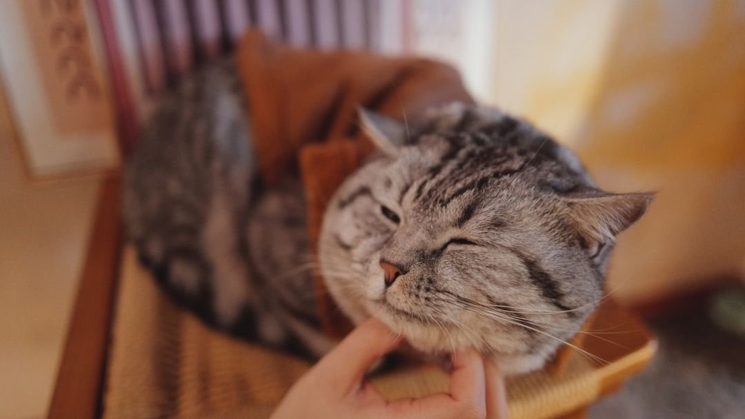 The Purr-fect Misunderstanding: What Your Cat's Happy Sound REALLY Means
