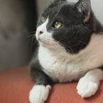 Your Cat's Boundary-Pushing Behavior Is Their Way of Testing Trust