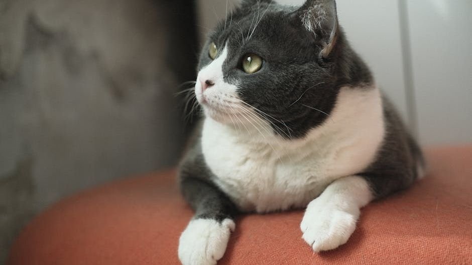 Your Cat's Boundary-Pushing Behavior Is Their Way of Testing Trust