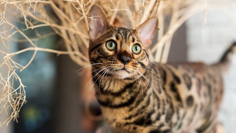 8 Cat Breeds That Are Prone to Destructive Boredom