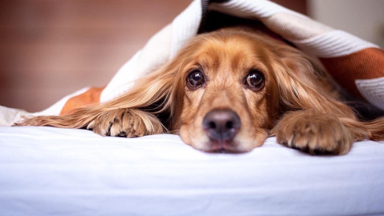 9 Ways We Accidentally Hurt Our Dogs' Feelings