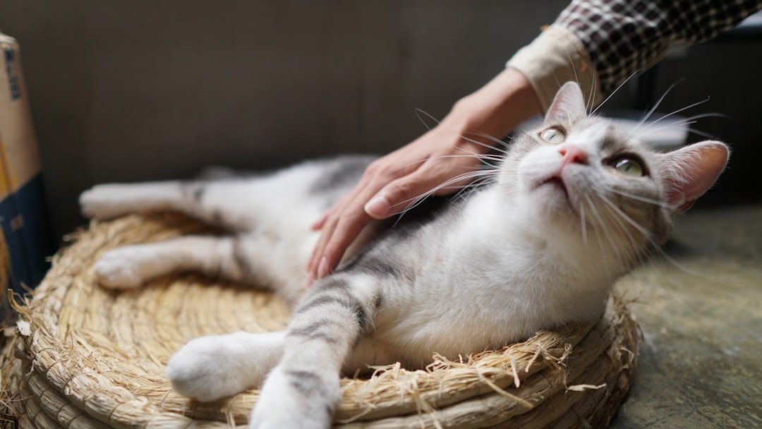 What If Your Cat's Purr Isn't Just Contentment, But a Healing Vibration?