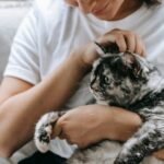 How Can You Strengthen the Unique Bond You Share With Your Feline Friend?