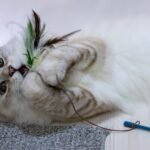 8 Small Things Your Cat Waits For All Day