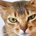 8 Cat Breeds Fearless in the Face of Danger